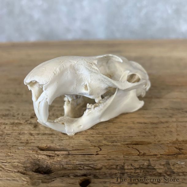 Groundhog Full Skull Taxidermy Mount #22248 For Sale @ The Taxidermy Store