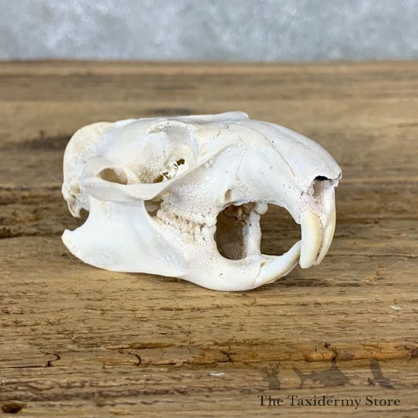 Groundhog Full Skull Taxidermy Mount #22260 For Sale @ The Taxidermy Store