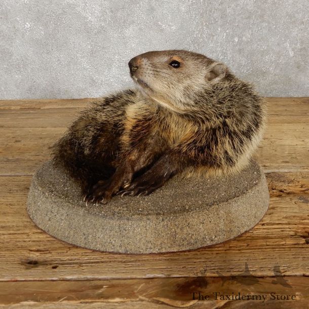 Groundhog Life-Size Mount For Sale #20116 @ The Taxidermy Store