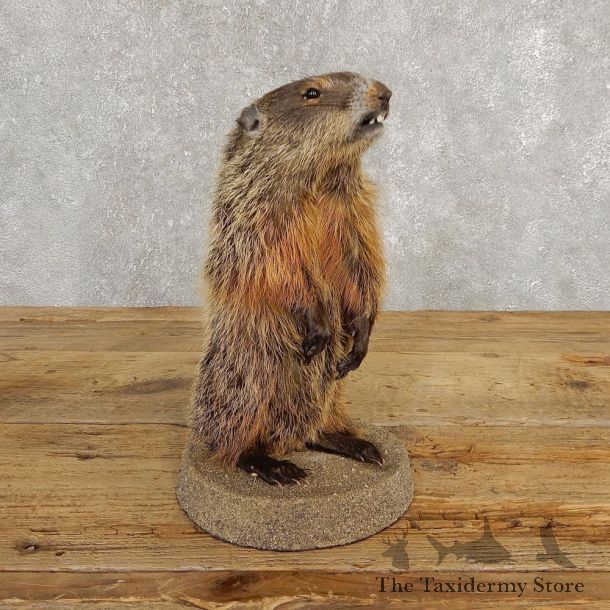 Groundhog Life-Size Mount For Sale #20256 @ The Taxidermy Store