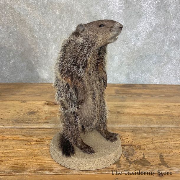Groundhog Life-Size Mount For Sale #21308 @ The Taxidermy Store