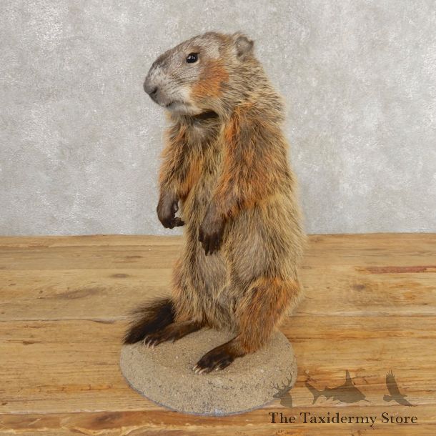 Groundhog Life-Size Mount For Sale #21309 @ The Taxidermy Store