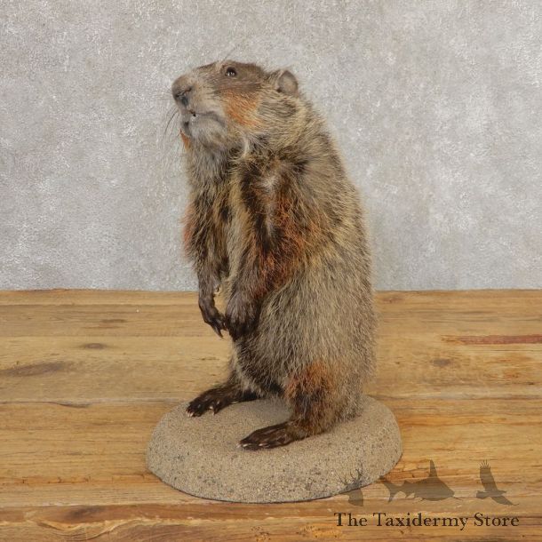 Groundhog Life-Size Mount For Sale #21310 @ The Taxidermy Store