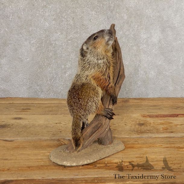 Groundhog Life-Size Mount For Sale #21311 @ The Taxidermy Store