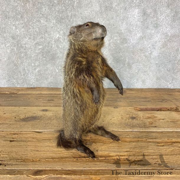 Groundhog Life-Size Mount For Sale #22325 @ The Taxidermy Store