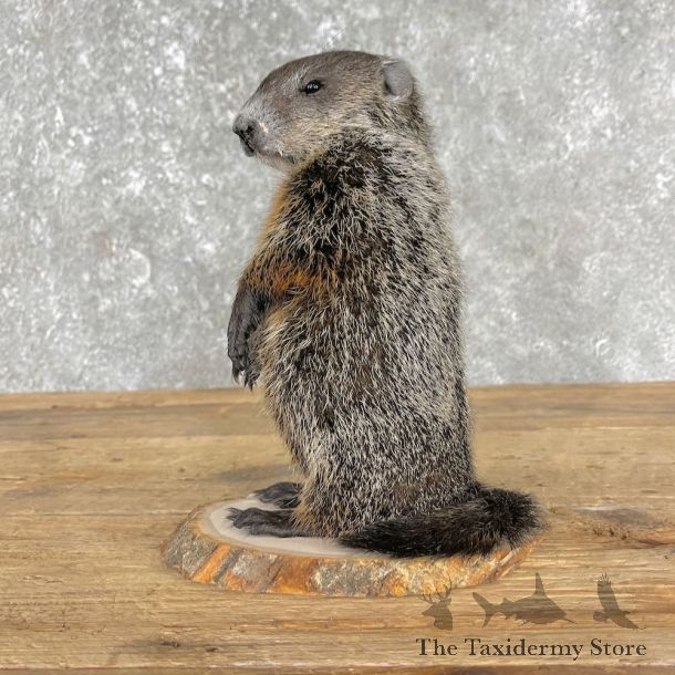 Groundhog Life-Size Mount For Sale #22510 @ The Taxidermy Store