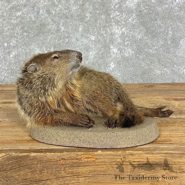Groundhog Life-Size Mount For Sale #22912 @ The Taxidermy Store