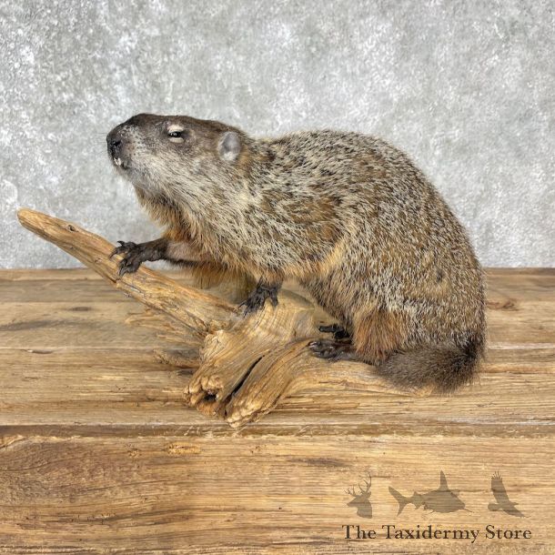 Groundhog Life-Size Mount For Sale #25511 - The Taxidermy Store
