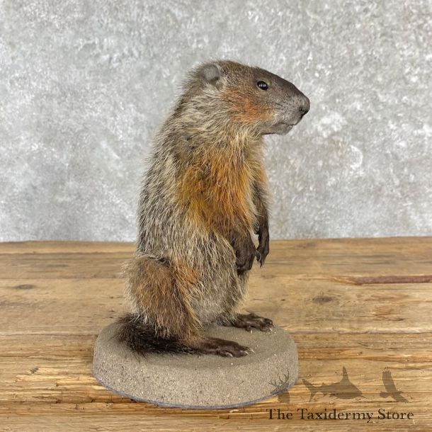 Groundhog Life-Size Mount For Sale #27119 @ The Taxidermy Store