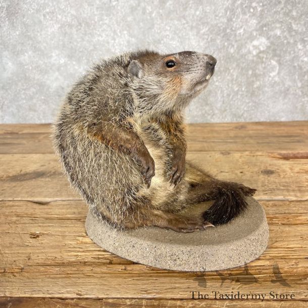 Groundhog Life-Size Mount For Sale #27120 @ The Taxidermy Store