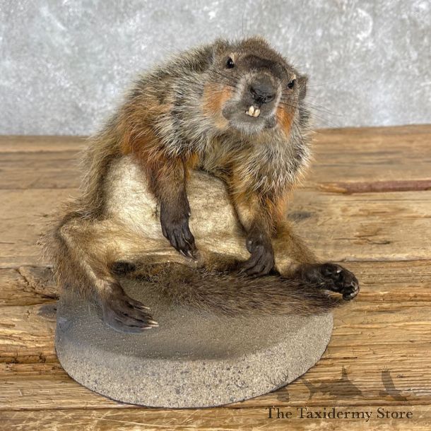 Groundhog Life-Size Mount For Sale #27121 @ The Taxidermy Store