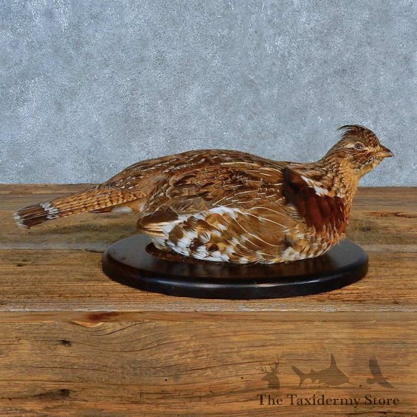 Ruffed Grouse Bird Mount For Sale #15558 @ The Taxidermy Store