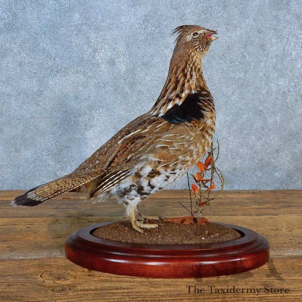 Ruffed Grouse Bird Mount For Sale #15560 @ The Taxidermy Store
