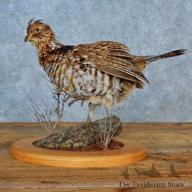 Ruffed Grouse Bird Mount For Sale #15566 @ The Taxidermy Store