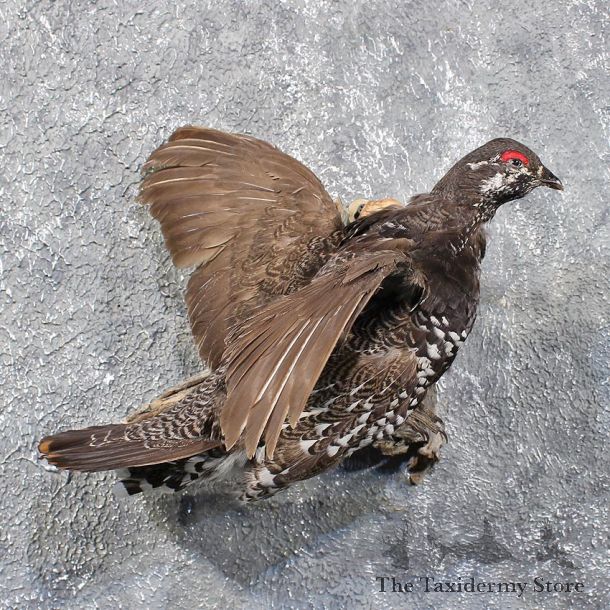 Flying Spruce Grouse Mount #11754 - The Taxidermy Store