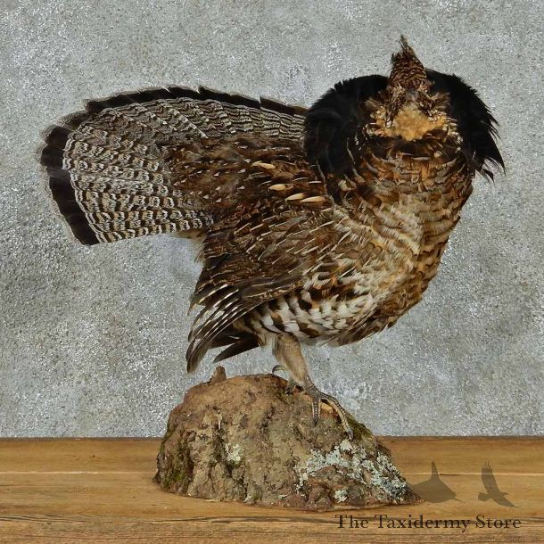 Ruffed Grouse Life Size Taxidermy Mount #13136 For Sale @ The Taxidermy Store