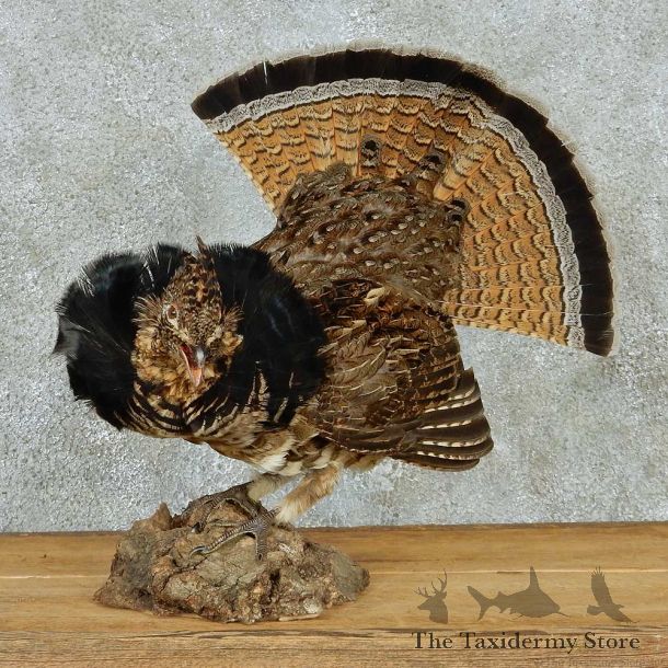 Ruffed Grouse Life Size Taxidermy Mount #13135 For Sale @ The Taxidermy Store