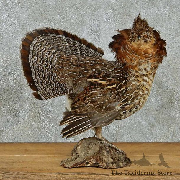 Ruffed Grouse Life Size Taxidermy Mount #13137 For Sale @ The Taxidermy Store