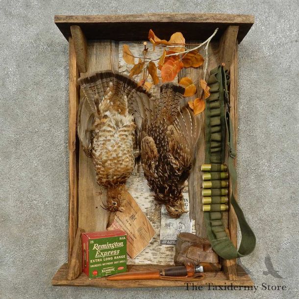 Ruffed Grouse Display Bird Mount For Sale #16678 @ The Taxidermy Store