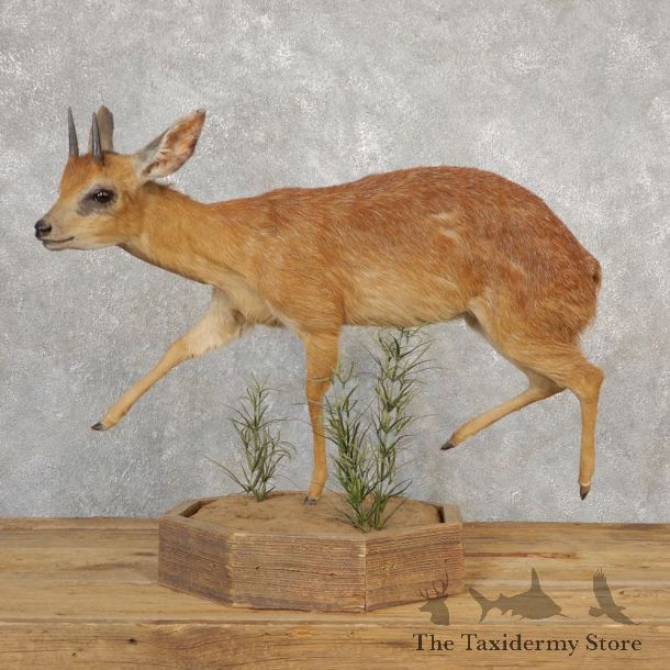 Cape Grysbok Antelope Life Size Mount For Sale #28894 @ The Taxidermy Store