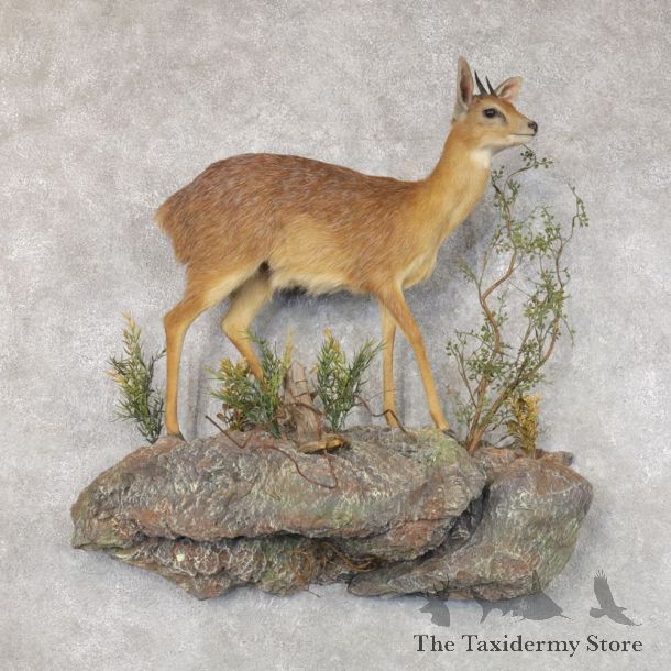 Grysbok Antelope Life Size Taxidermy Mount #22586 For Sale @ The Taxidermy Store