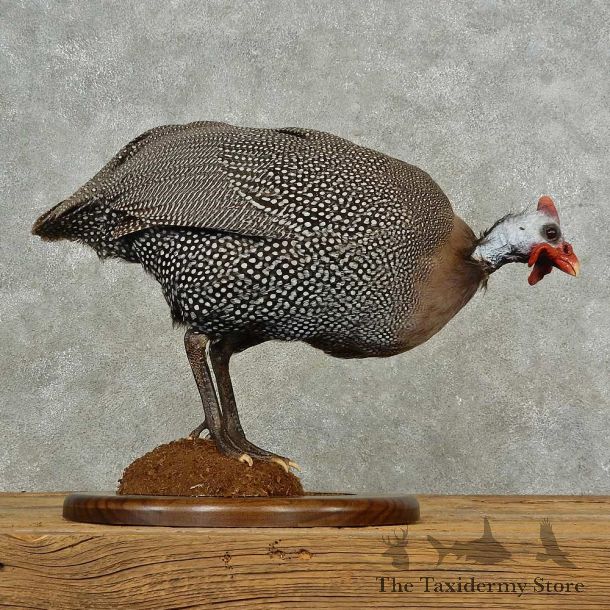 Guineafowl Bird Mount For Sale #16695 @ The Taxidermy Store