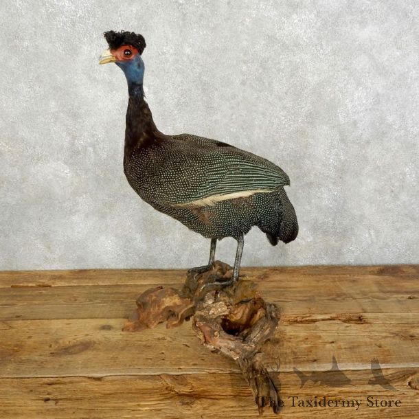 Standing Crested Guineafowl Bird Mount For Sale #17572 @ The Taxidermy Store