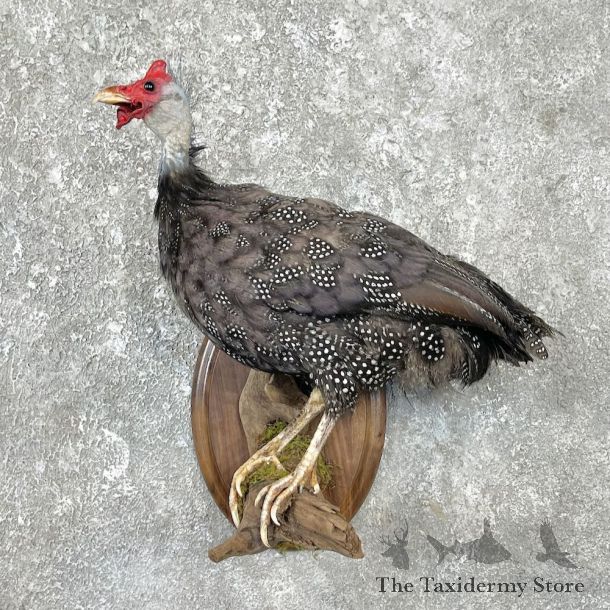 Guineafowl Bird Mount For Sale #26276 @ The Taxidermy Store