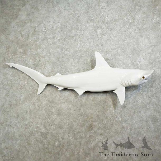 Hammerhead Shark Replica Mount For Sale #16026 @ The Taxidermy Store