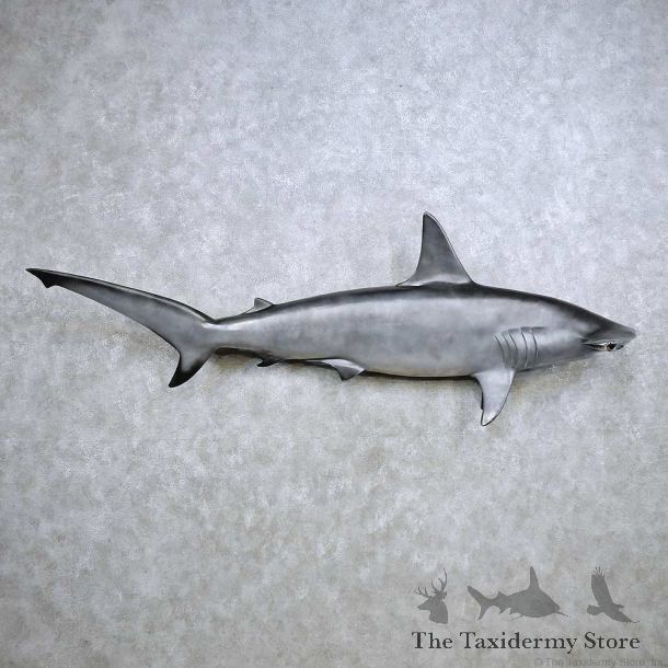 Hammerhead Shark Replica Fish Mount For Sale #14365 @ The Taxidermy Store