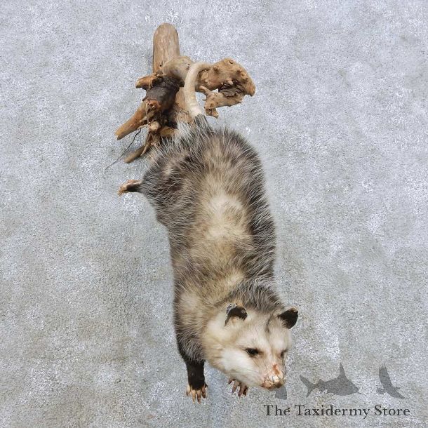 Hanging Opossum Mount For Sale #14905 @ The Taxidermy Store