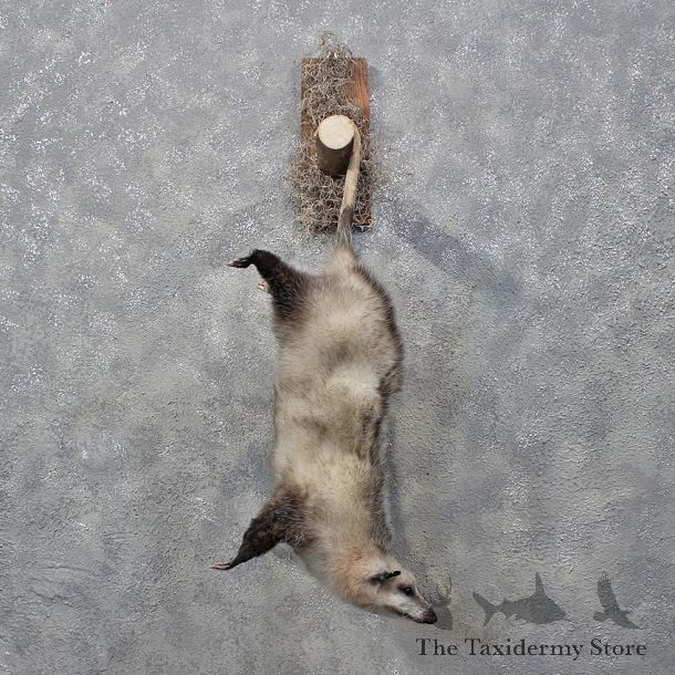 Opossum Hanging Taxidermy Mount #12143 For Sale @ The Taxidermy Store
