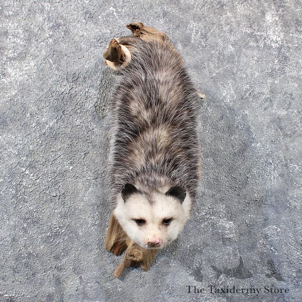 Opossum Hanging Taxidermy Mount #11818 For Sale @ The Taxidermy Store