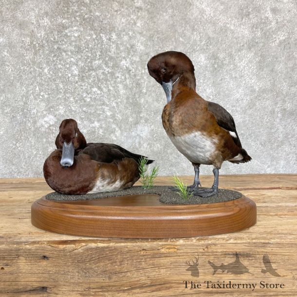 Hardhead Duck Bird Mount For Sale #26361 @ The Taxidermy Store
