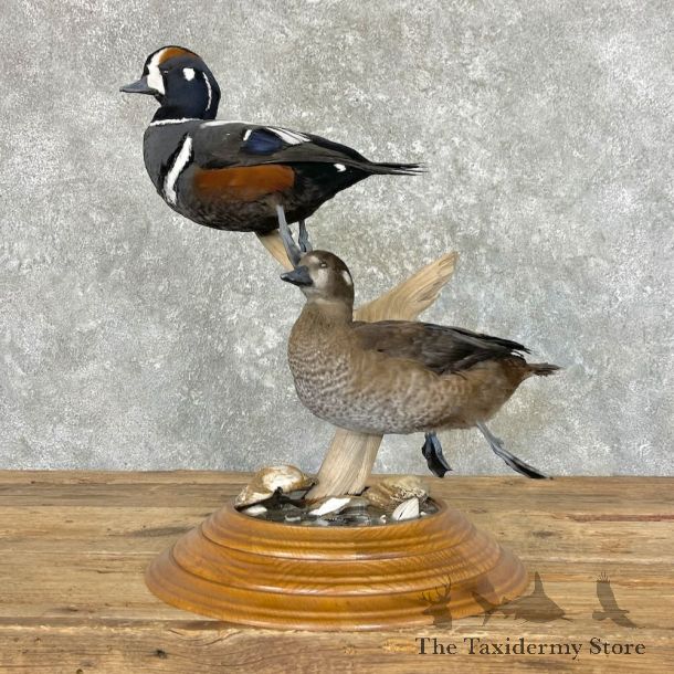 Harlequin Duck Bird Mount For Sale #27584 @ The Taxidermy Store