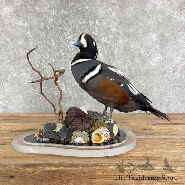 Harlequin Duck Taxidermy Bird Mount For Sale #26195 @ The Taxidermy Store