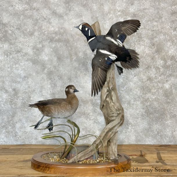 Harlequin Duck Pair Bird Mount For Sale #27767 @ The Taxidermy Store