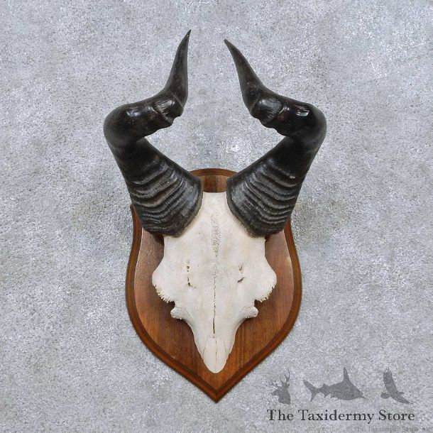Hartebeest Skull Cap & Horns Mount For Sale #14477 @ The Taxidermy Store