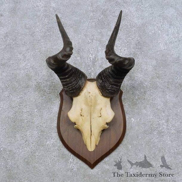 Hartebeest Skull Cap & Horn Mount For Sale #14890 @ The Taxidermy Store
