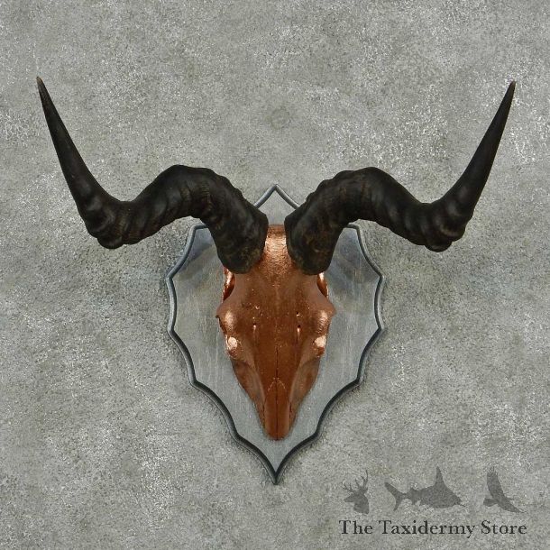 Hartebeest Painted Skull Horns European Mount #13818 For Sale @ The Taxidermy Store