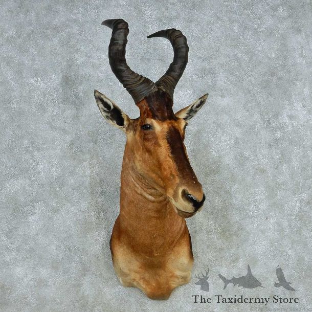 African Hartebeest Shoulder Mount #13639 For Sale @ The Taxidermy Store