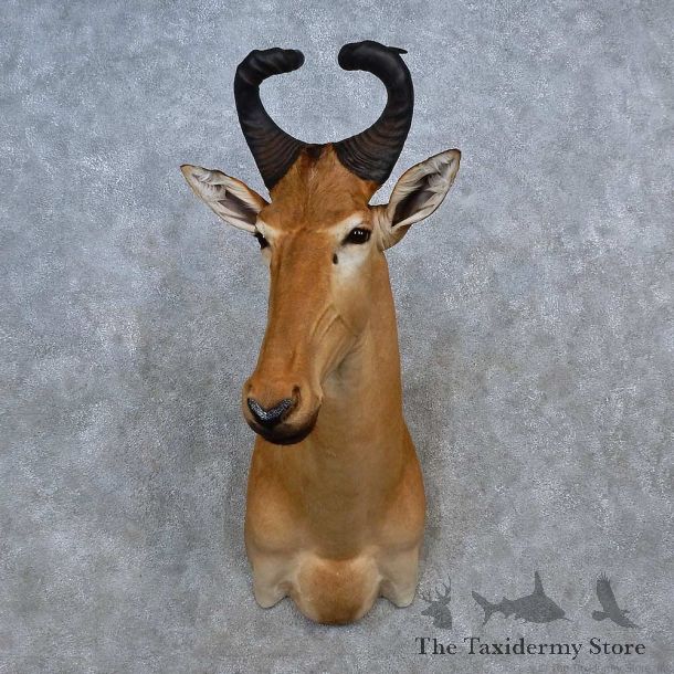 Western Hartebeest Shoulder Mount For Sale #15579 @ The Taxidermy Store