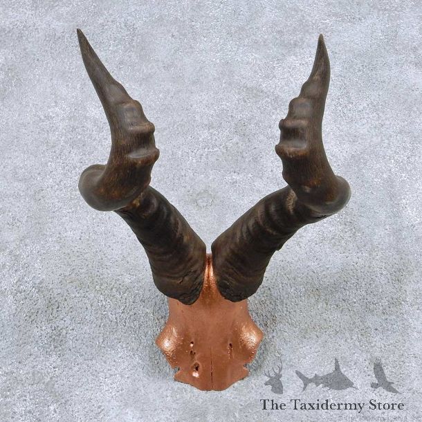 Hartebeest Skull Cap Horns Taxidermy Mount #13835 For Sale @ The Taxidermy Store