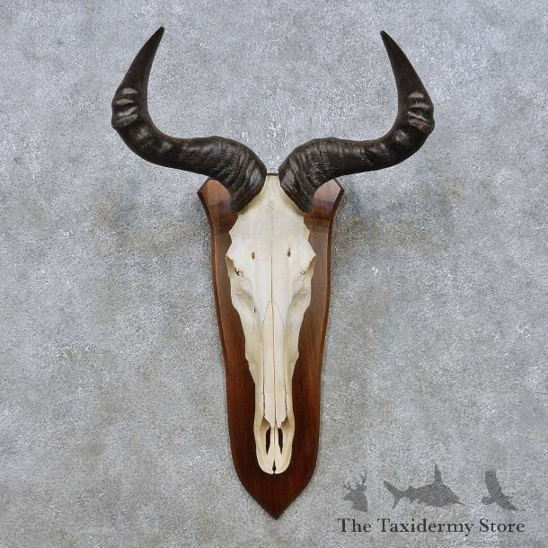 Hartebeest Skull & Horn European Mount For Sale #14929 @ The Taxidermy Store