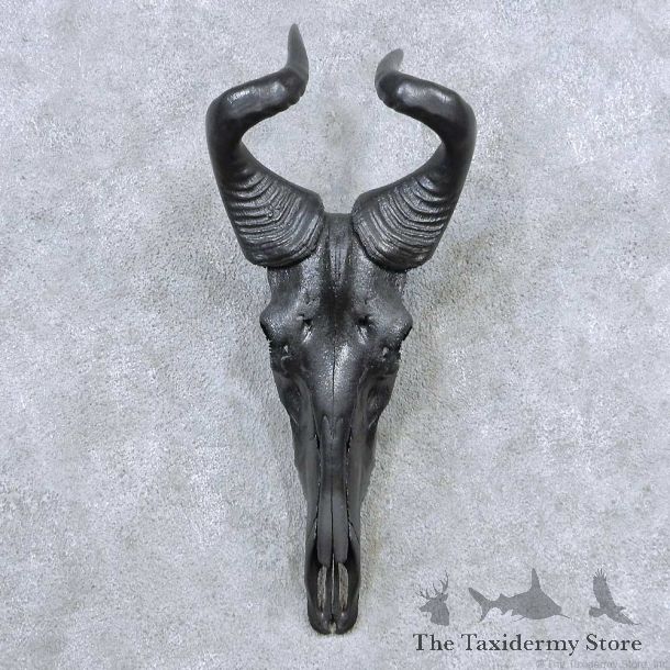 Hartebeest Skull Horns European Mount For Sale #13918 For Sale @ The Taxidermy Store