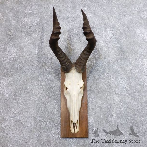 Hartebeest Skull & Horn European Mount For Sale #18698 @ The Taxidermy Store