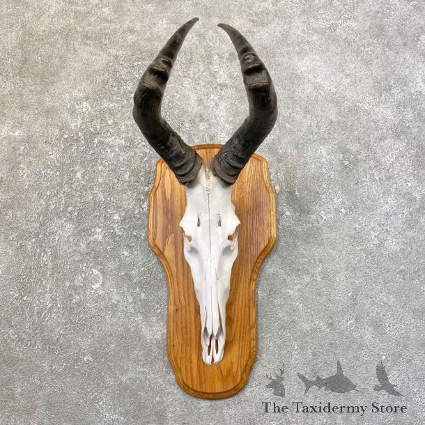 Hartebeest Skull & Horn European Mount For Sale #25167 @ The Taxidermy Store