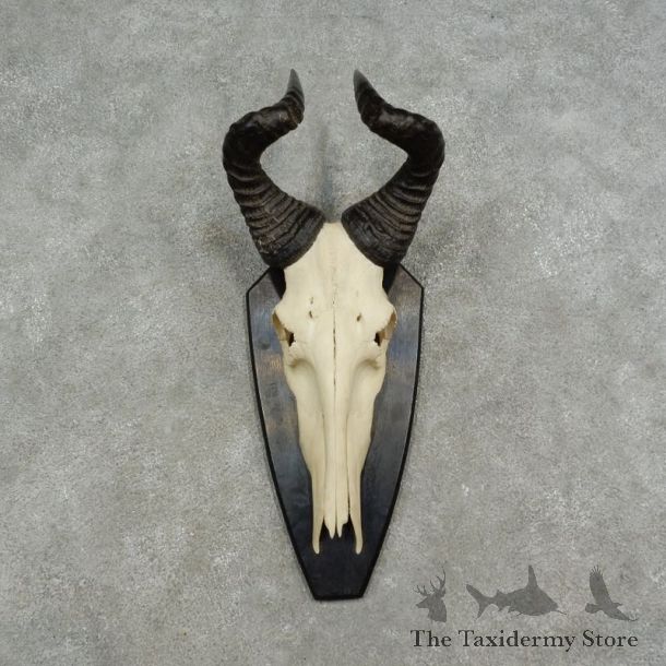 Hartebeest Skull & Horn European Mount For Sale #17071 @ The Taxidermy Store