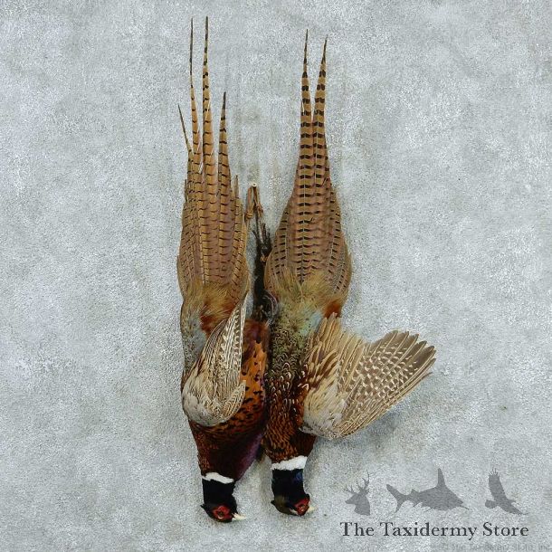 Harvest Ringneck Pheasants Life Size Taxidermy Mount #13331 For Sale @ The Taxidermy Store