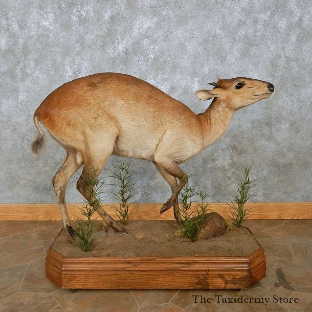 Harvey Red Duiker Life-Size Mount For Sale #15088 @ The Taxidermy Store